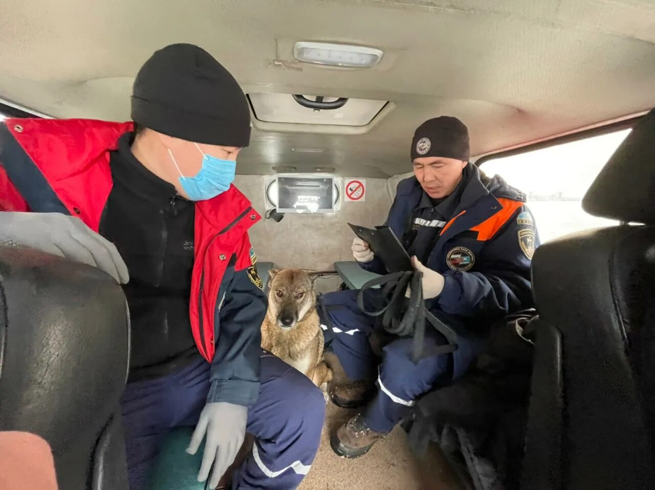 Поступи якутск. Спасение животных Якутск. Спасенные якутские собаки.