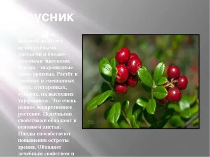 Брусника вред