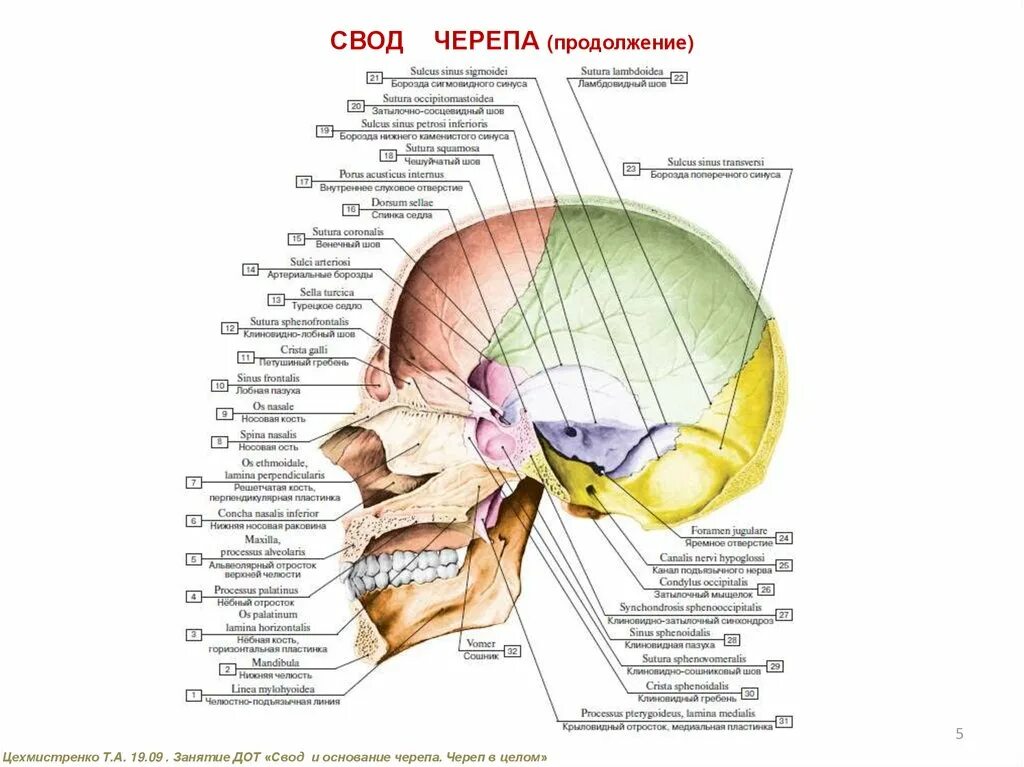 Кости, образующие свод мозгового черепа. Кости свода и основания черепа. Кости свода мозгового отдела черепа. Кости образующие свод и основание черепа. Нижний свод