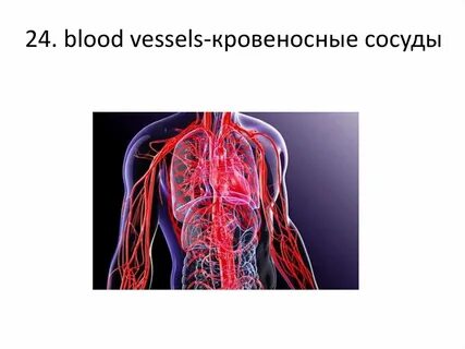 Отсутствуют сосуды