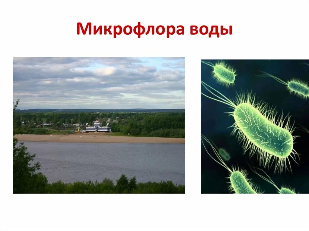 Микрофлора воды микробиология. 2. Микрофлора воды. Микроорганизмы воды микробиология. Бактерии в водной среде.