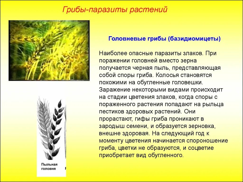 Как происходит заражение зерновых культур головневыми грибами. Грибы паразиты злаковых растений. Гриб пыльная Головня поселяется на. Головнёвые грибы. Головневые грибы паразиты.