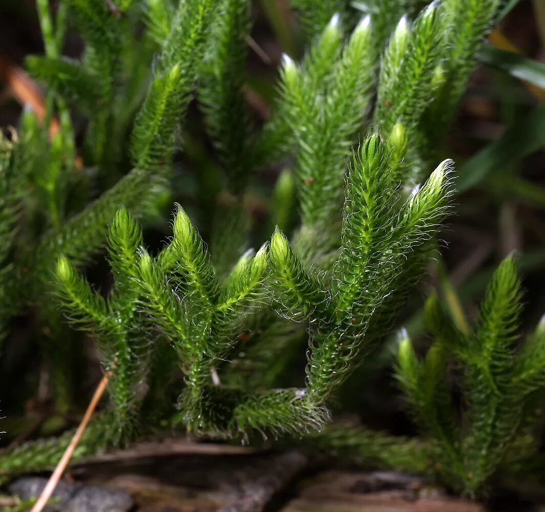 Плаун булавовидный. Плаун (Lycopodium). Ликоподиум плаун булавовидный. Ликоподий (плаун булавовидный).