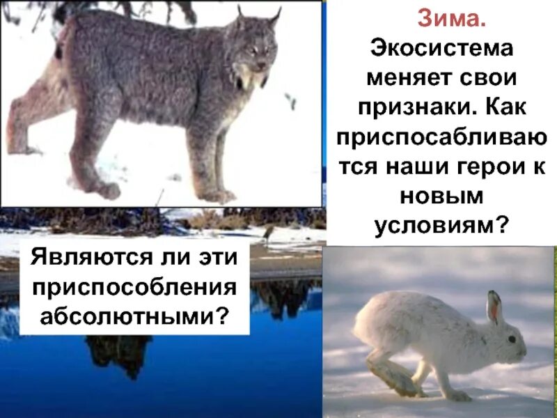 приспособление животных к условиям. гдз биология 5 класс рабочая тетрадь корнилова. приспособления к условиям зимы таблица. приспособления к суровым условиям у животных. приспособление к условиям зимы.