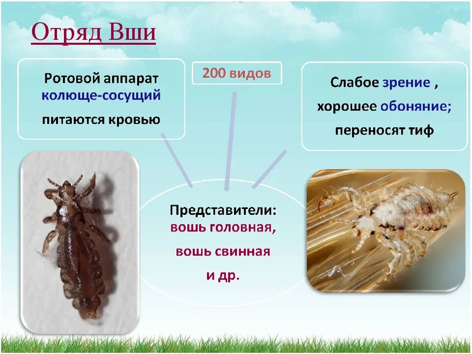 К какому классу относится вошь