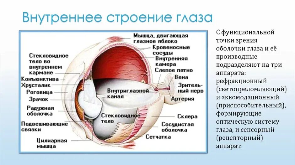 Строение глаза глазное яблоко. Строение оболочек глазного яблока. Табл строение глазного яблока. Строение глаза. Внутреннее строение глаза.