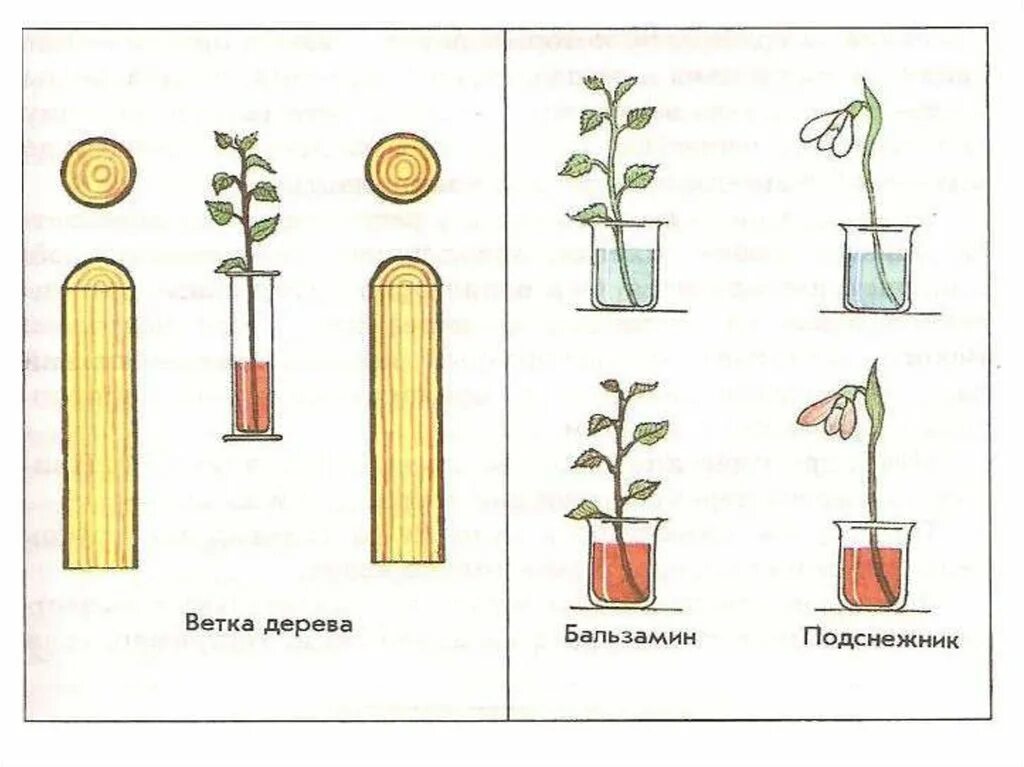 Транспорт воды по стеблю снизу вверх