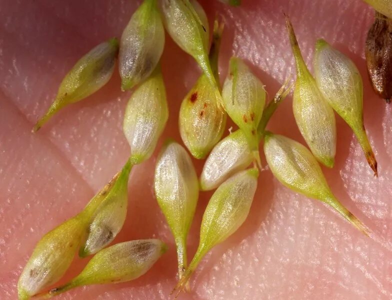 Осока сорняк. Осока острая (carex acuta). Семена осоки. Осока морроу "ириш грин". Осока плетевидная.