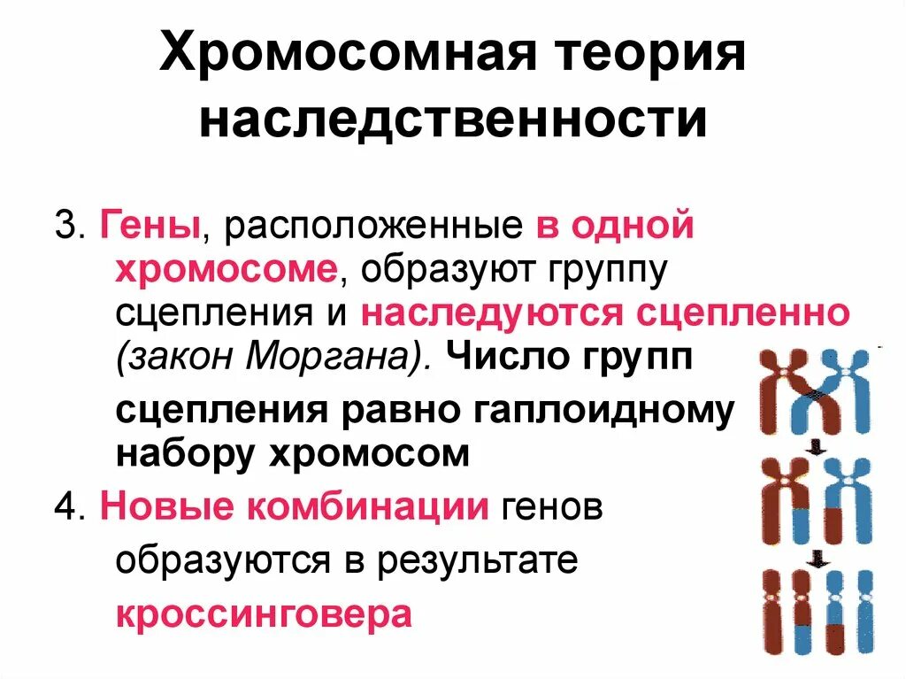 Закон Моргана хромосомная теория наследственности кроссинговер. Теория сцепленного наследования