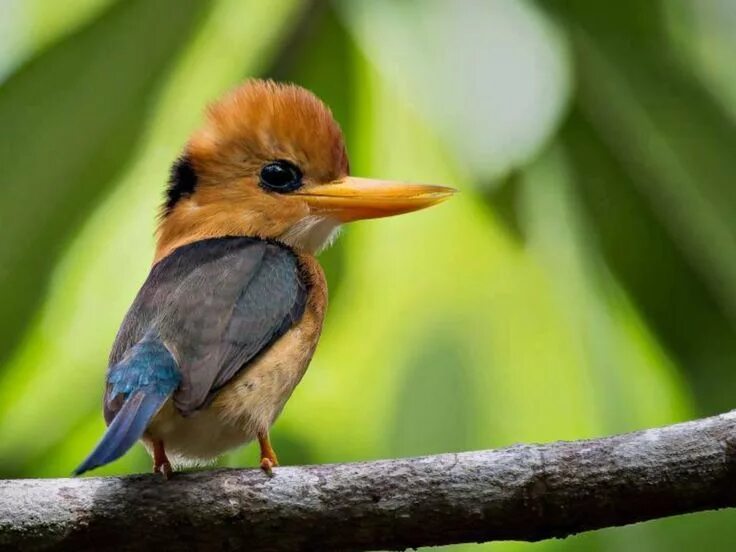 Птиц й м. Птицу емь. Yellow billed Kingfisher. Пан и птицы. Actenoides lindsayi.