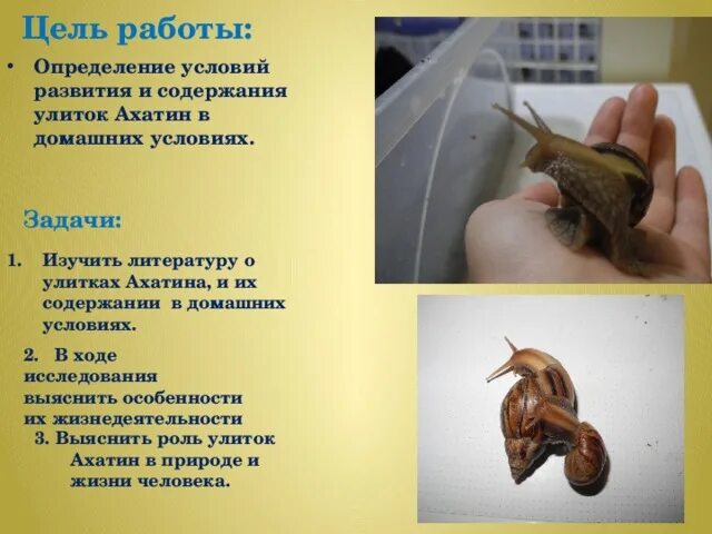 Минусы улитки ахатины. Информация о улитках ахатинах. Польза улиток для человека. Ахатины. Улитка домашняя ахатина.