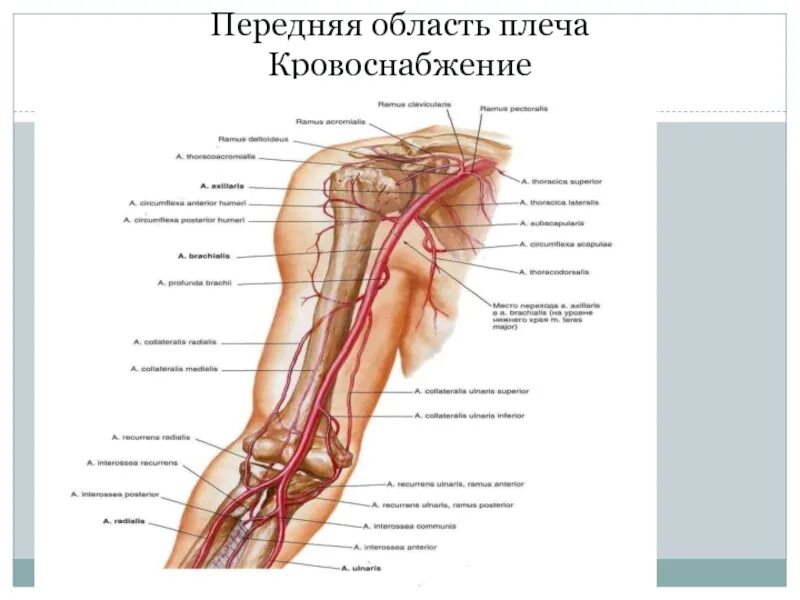 Сосуды верхней конечности топографическая анатомия. Топографическая анатомия верхней конечности артерии нервы. Кровоснабжение верхней конечности топографическая анатомия. Топография сосудов и нервов плеча. Кровообращение верхней конечности