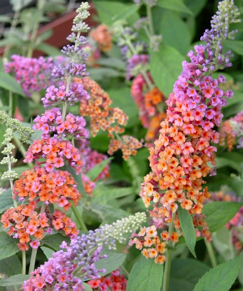 Буддлея Флауэр Пауэр. Буддлея Давида Flower Power. Буддлея Buddléja davídii bicolor. Будлея Давида Флауэр Пауэр.