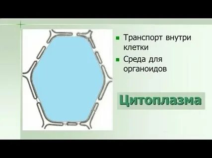 Как можно наблюдать движение цитоплазмы 6 класс