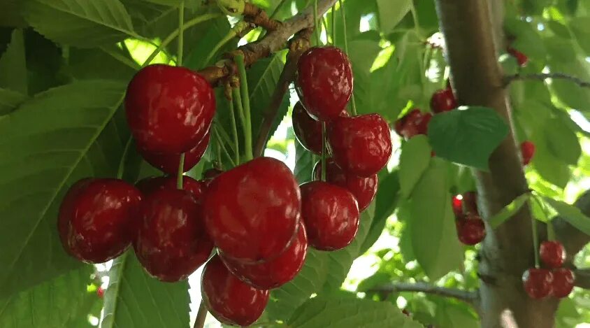 Черешня наполеон дерево. Черешня сорт наполеон. Черешня сорт наполеон. Черешня сорт наполеон. Черешня наполеон розовая.