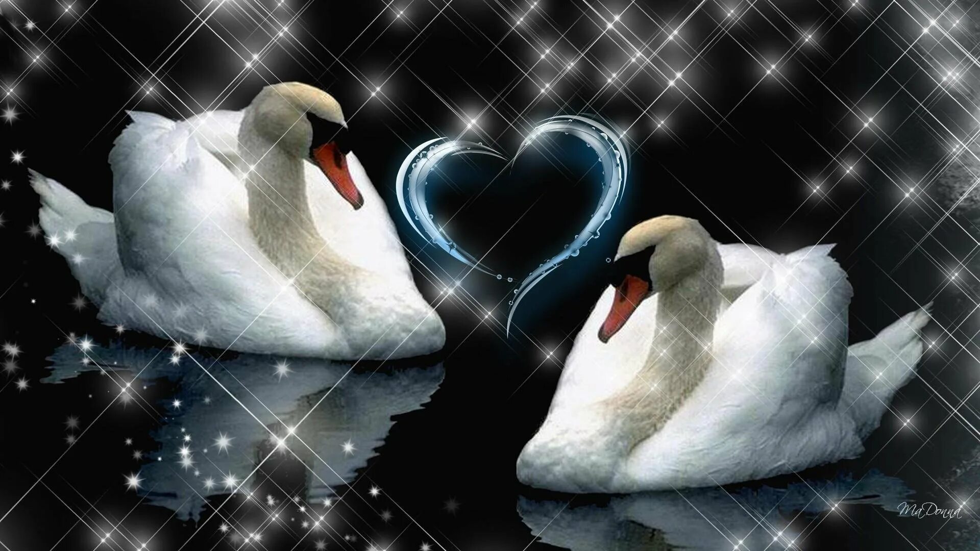 2 Лебедя. Любовь и лебеди. Свадебные лебеди. Красивые лебеди. Синий верность