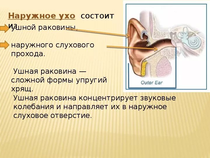 Что такое слух человека. Строение уха 4 класс окружающий мир. наружное ухо состоит из. строение органа слуха.