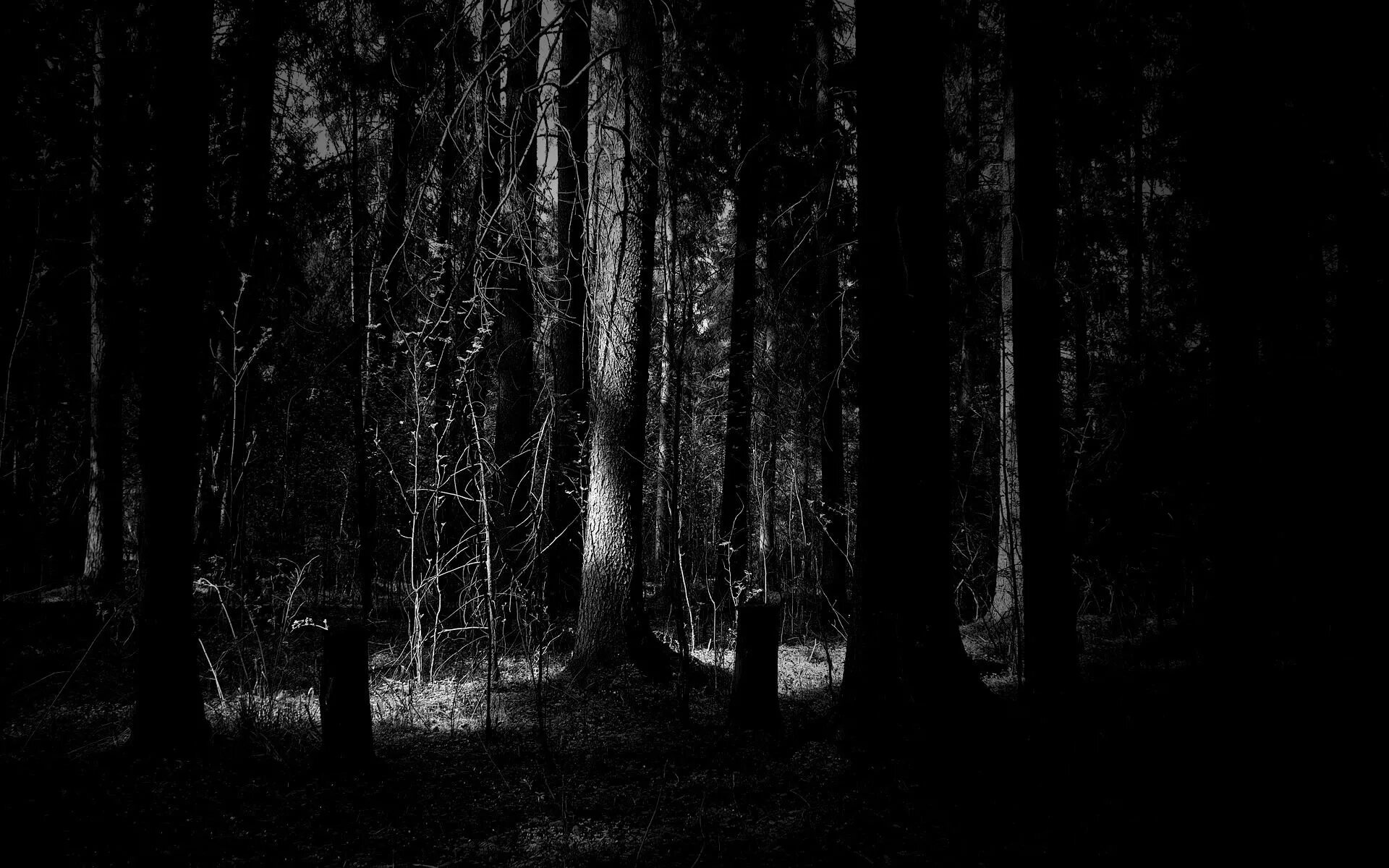 Темный дол. Мрачный лес. Темный лес. Мрачный фон. Лес в темноте.
