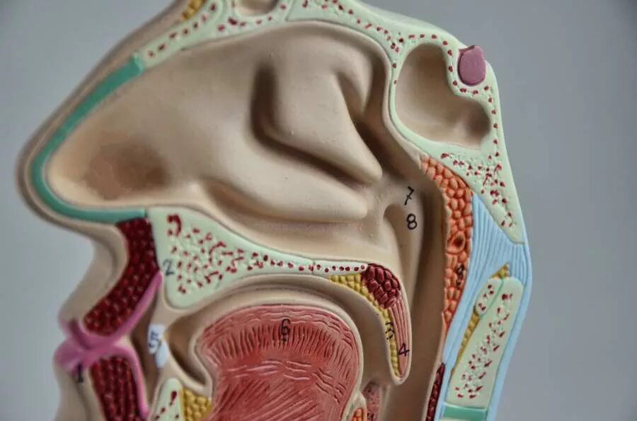 Анатомия носоглотки человека. Анатомия носа и носоглотки.