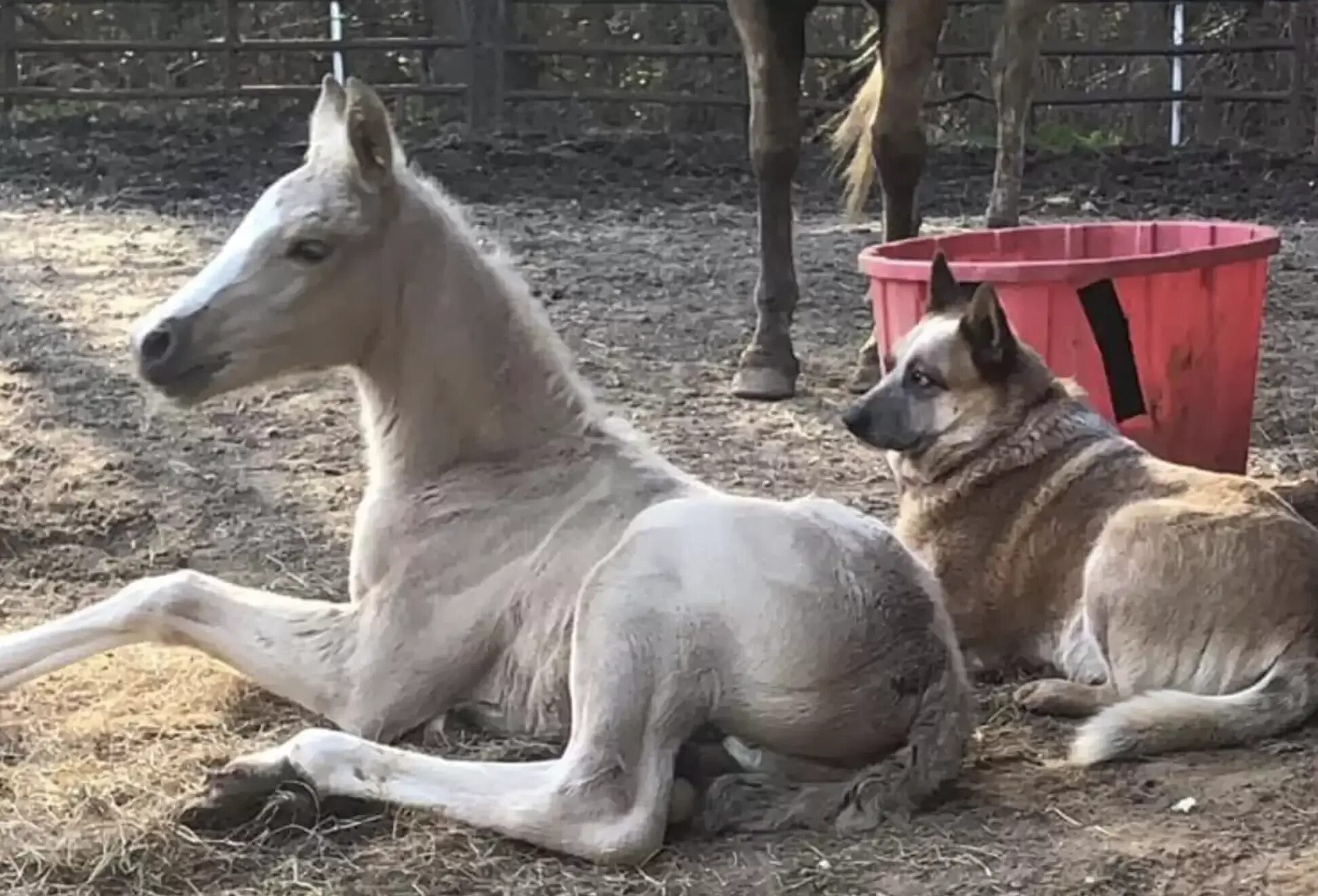 Мама стар собаки. Чи дейн дейн порода собак. Newborn horse. Мама стар собаки. Мама стар собаки.