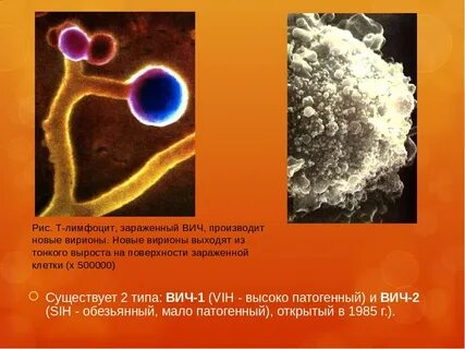 Вич тип 1 2