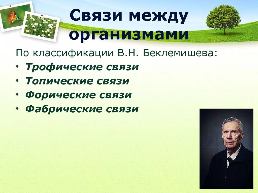 Форические Фабрические топические трофические. Классификация связей между организмами по Беклемишев в.н. Топические Фабрические форические связи. Связи между организмами.