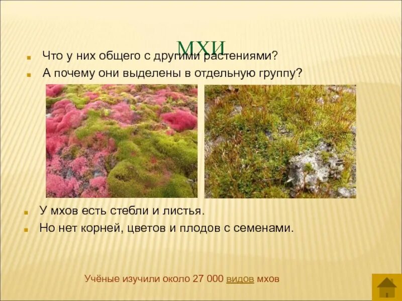 Тест по теме мхи. У мхов есть. мхи презентация. разнообразие растений мхи. группа растений мхи.