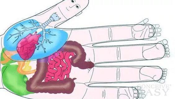 Good to Know - Helpful Pressure Points! - Updates 4 Life Puntos de presión, Refl