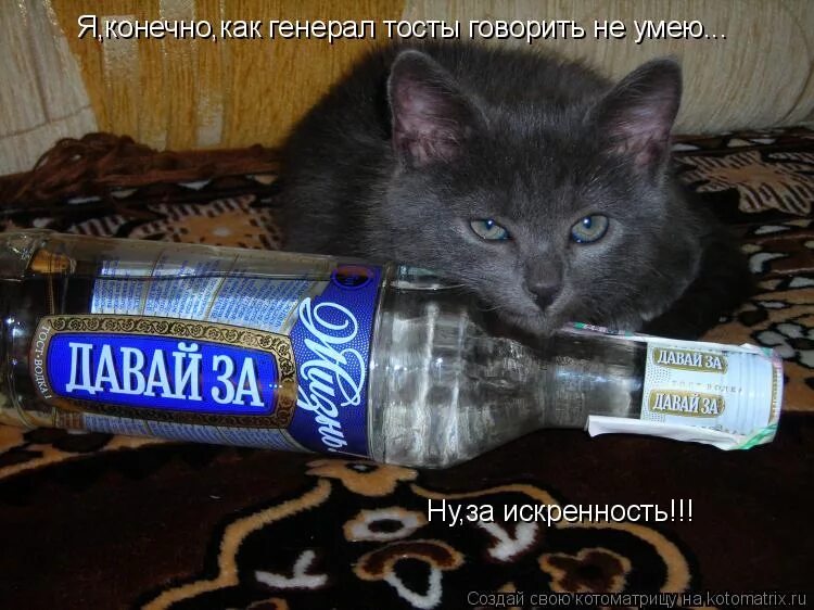 Видео пить не есть. Кот хочет выпить. кот с бутылкой. нескем выпить. пить водку приколы.
