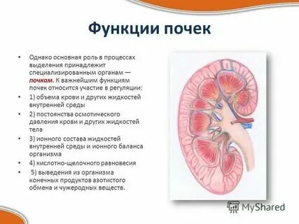 Характеристики почек