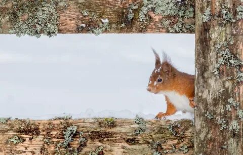 Белка симпатичная лесная план