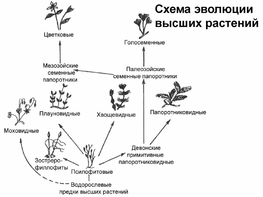 Схема происхождения высших растений. Схема происхождения высших растений 5. Схема эволюции высших растений. Эволюционные преобразования у растений таблица. Установите последовательность появления растений в процессе эволюции