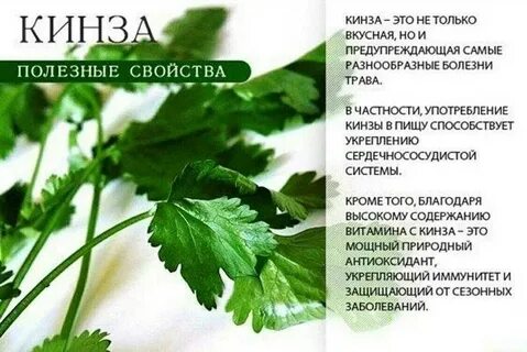 Кинза польза и вред для мужчин