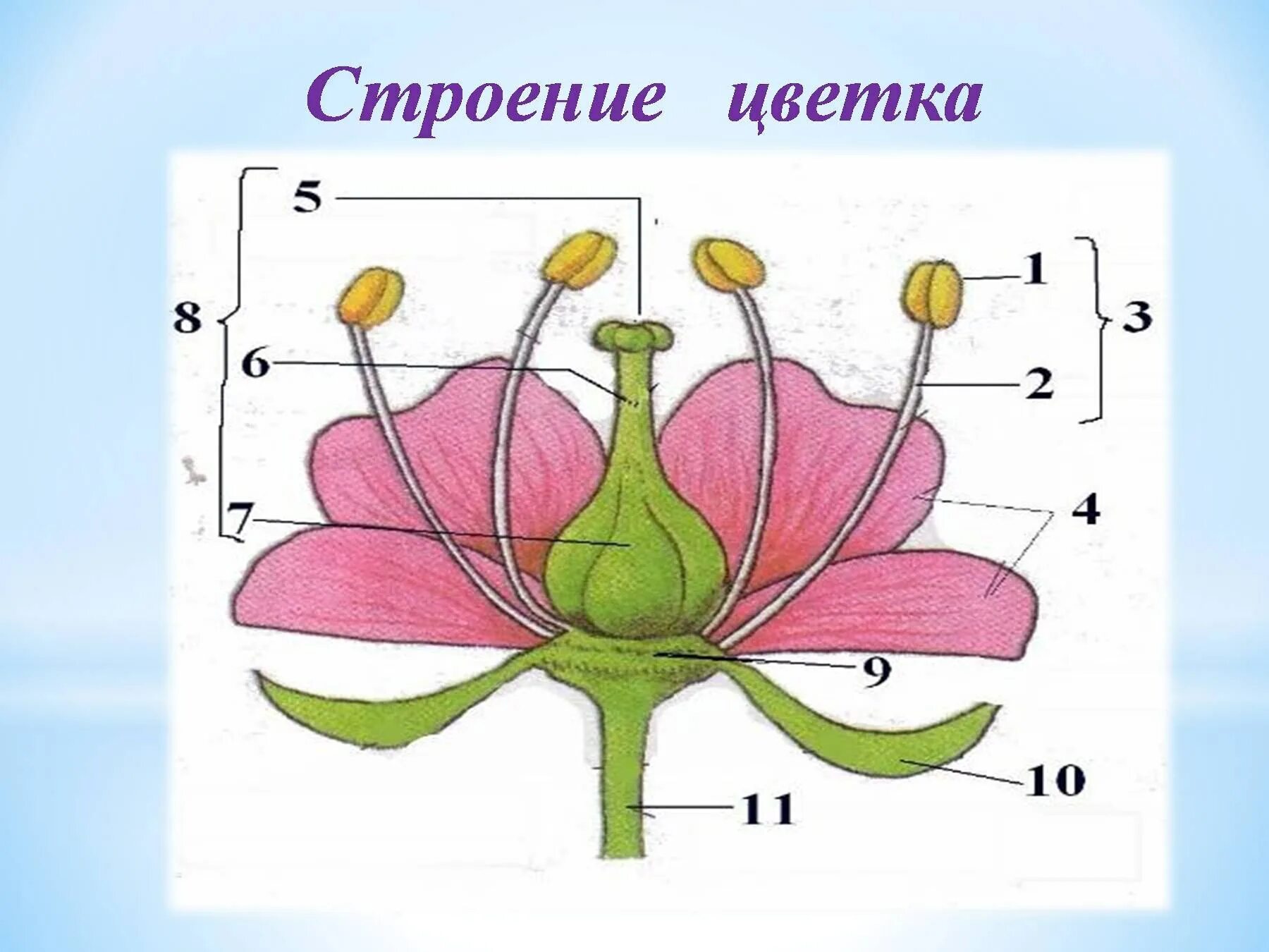 Строение цветка самостоятельная. Строение цветка яблони биология 6 класс схема. Цветок и его части 6 класс биология. Чашелистики пестик тычинки венчик. Генеративные органы строение цветка.