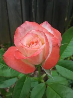 King rose