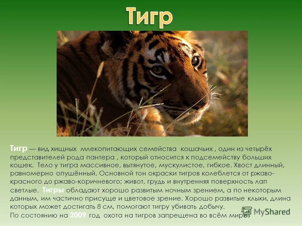 Тигр сообщение 3 класс окружающий мир краткое. Рассказ о тигре. Амурский тигр презентация. Амурский тигр 3 класс. Тигр сообщение 3 класс окружающий мир краткое.