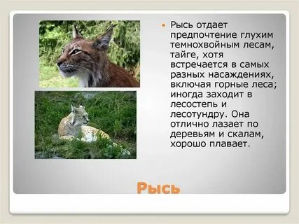 Интересные факты о животных тайги