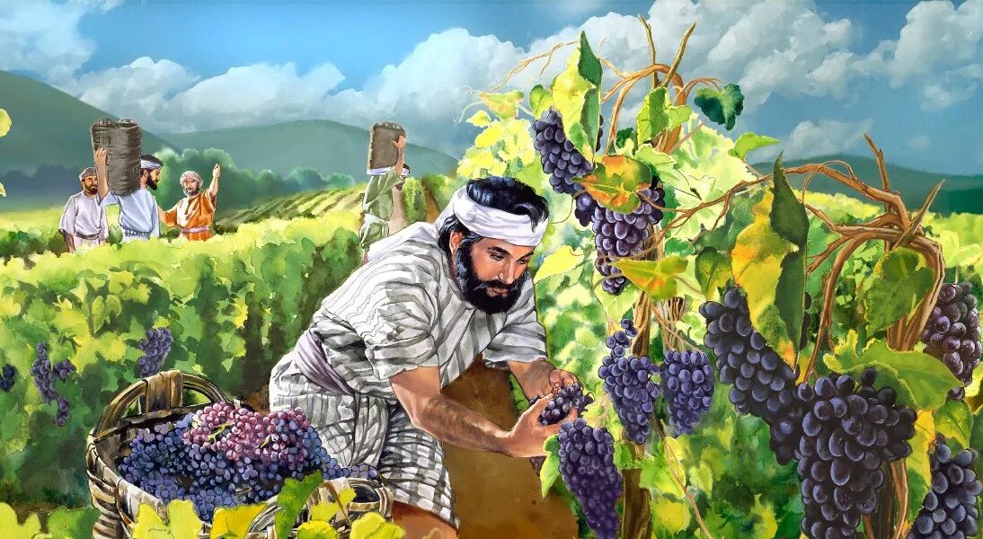Притча о винограднике и виноградарях. Притча Иисуса Христа о виноградарях. Притча о злых виноградарях. Притча про виноградник Библия. Притча вино