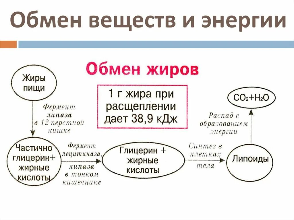 Схема обмена веществ в организме 8 класс. Схема обмена веществ в организме человека 8 класс. Обмен веществ в организме человека схема биология 8 класс. Схема обмена веществ 8 класс биология. Белки огэ биология