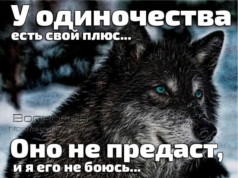 Всех убью один останусь. Одиночество волк. Одиночка по жизни. Волк не предаст. Высказывания про одиночество.