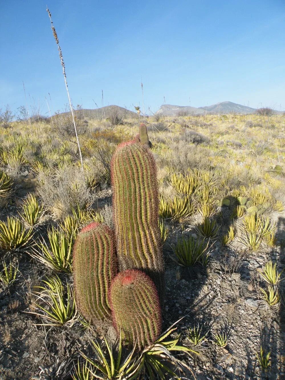 Как используется кактус человеком. Ferocactus pilosus. ферокактус пилозус. ферокактус волосистый. цефалоцереус старческий.