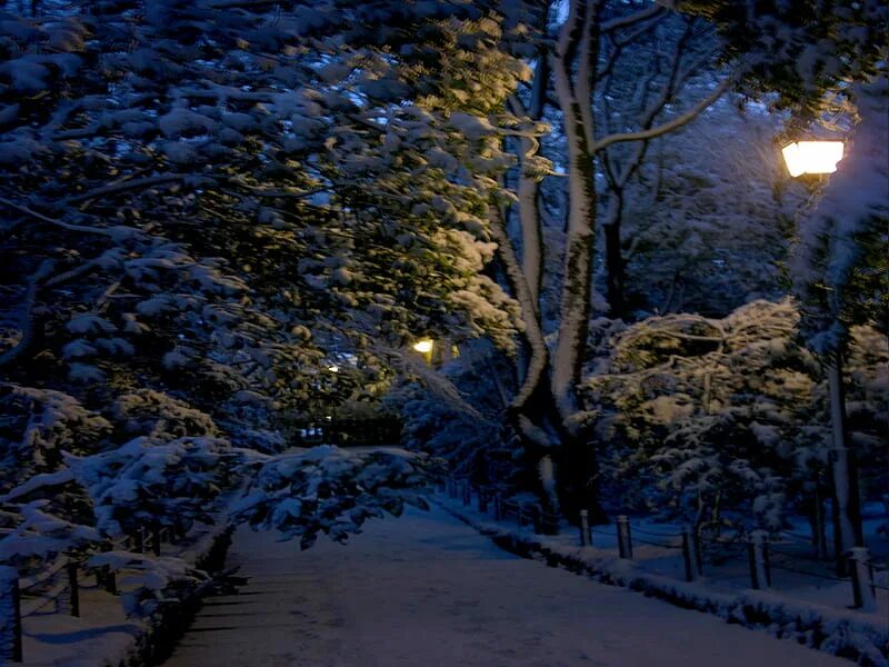 Зима ночь. Зима. К вечеру. Заснеженный парк ночью. Зимний парк ночью.