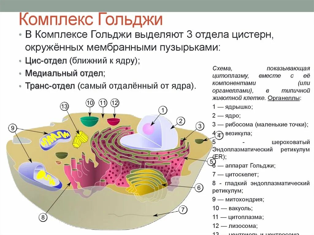 Эндоплазматическая сеть ядро лизосомы