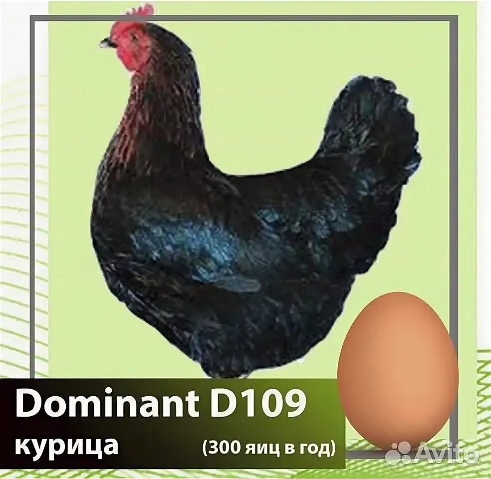 доминант 109. куры доминант д 104. куры-несушки доминант черный д109. цыплята доминант дс 109. куры доминант дс 109 ,д 109.