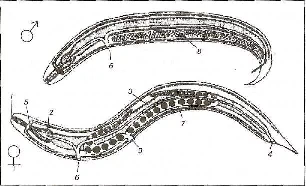Строение аскариды. Самец аскариды строение. Строение круглого червя аскариды. Внутреннее строение аскариды человеческой.