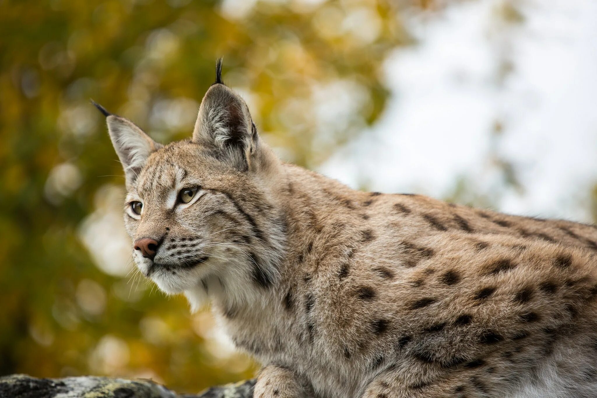 Тело рыси. Рысь Линкс. Обыкновенная Рысь. Рысь обыкновенная (лат. Lynx Lynx). Рысь Черноморская.