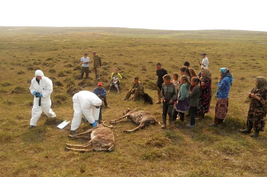 В скотомогильниках бактерии очень опасного заболевания. Скотомогильник сибирской язвы.