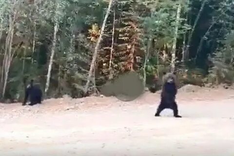 Женщина убежала от медведя