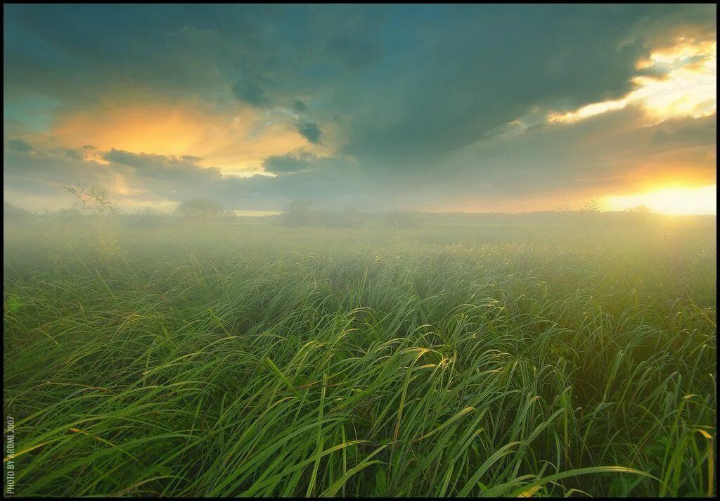 Поле травы на ветру. Трава колышется. Ветер в поле. Трава на ветру.