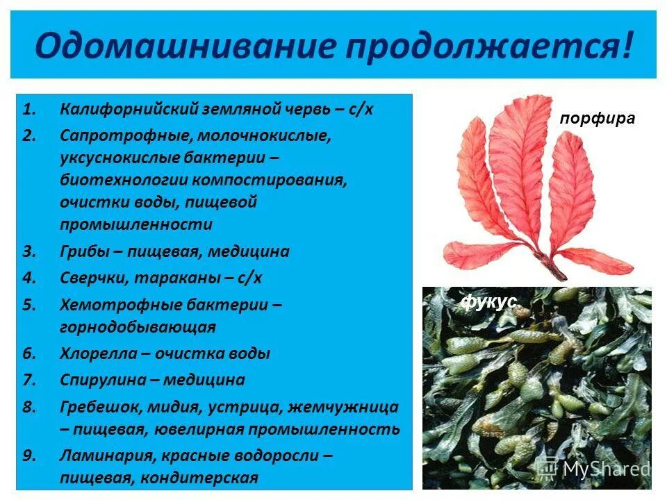 Когда начался процесс одомашнивания растений. Доместикация растений. Одомашнивание растений презентация. История одомашнивания растений. Одомашнивание растений примеры.